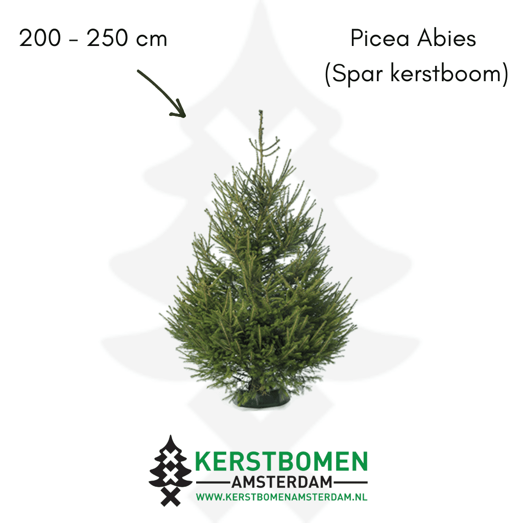 200 – 250 cm Picea Abies