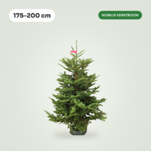 Nobilis 175 - 200 cm Kerstboom