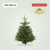 Nordmann 125 - 150 cm PREMIUM