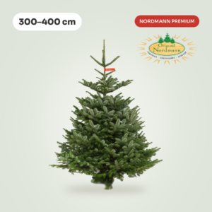 Nordmann 300 - 400 cm PREMIUM