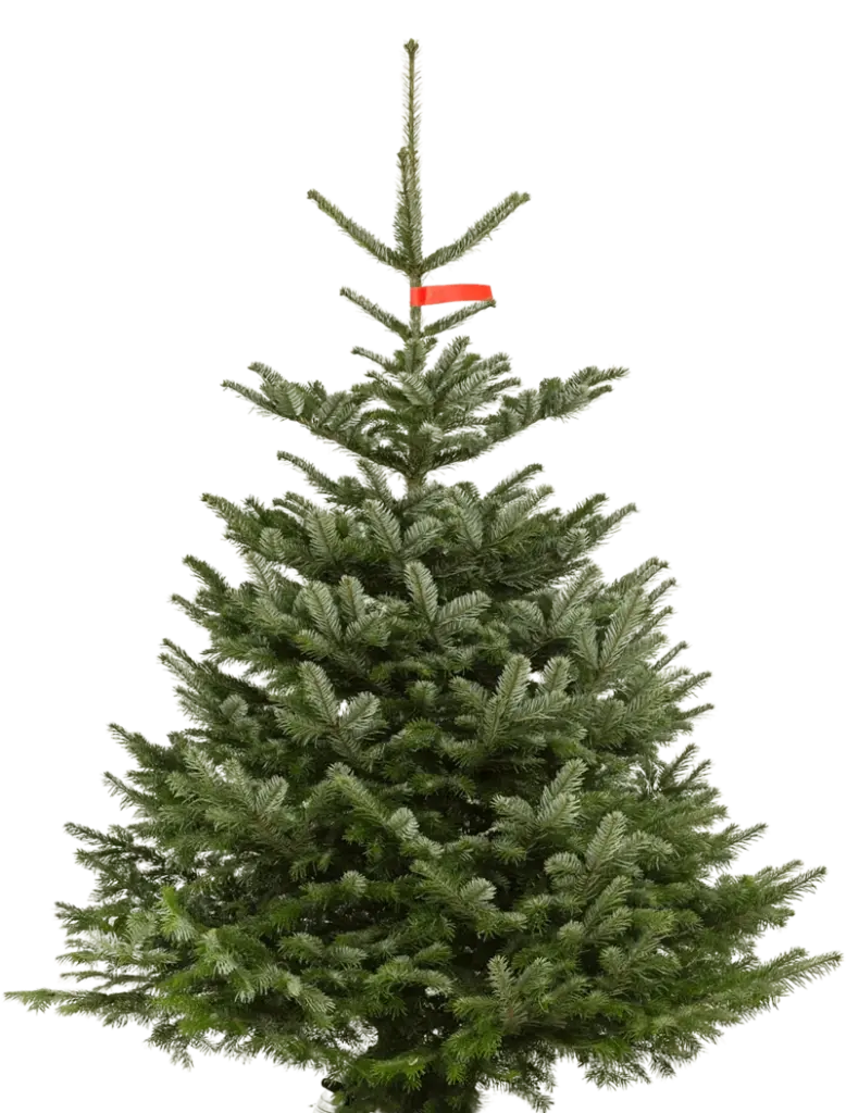 Kerstboom kopen Amsterdam