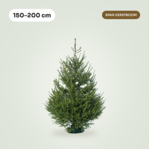 Picea Abies 150 - 200 cm (Spar kerstboom)