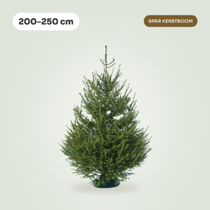 Picea Abies 200 - 250 cm (Spar kerstboom)