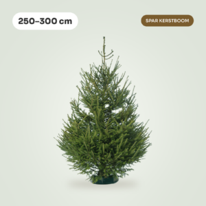 Picea Abies 250 - 300 cm (Spar kerstboom)
