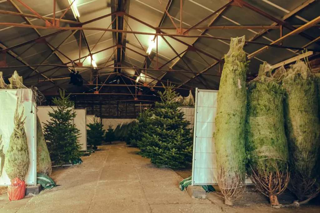 Ingepakte Nordmann-kerstbomen in de hal van Kerstbomen Amsterdam