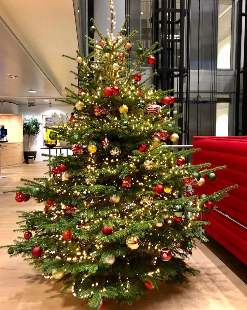 Opgetuigde Nordmann in een kantoorhal